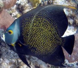 Angel Fish - Olypus SP-350 by Andrew Kubica 